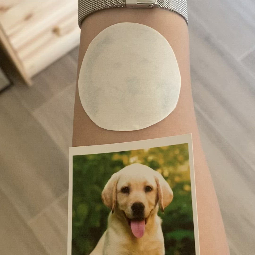 Safe Temporary Tattoos for Dogs: Custom Pet Stickers